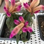 Celosia argenteaFlower