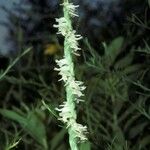 Spiranthes vernalis Květ