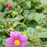 Dahlia tenuicaulis 花