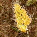 Cynosurus echinatus Flor