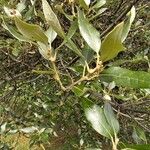 Quercus ilex Blad