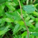 Sida rhombifolia 葉