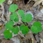 Thalictrum dioicum Folio