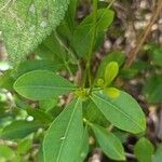 Zanthoxylum asiaticum पत्ता