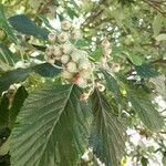 Sorbus intermedia Φρούτο