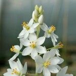 Ornithogalum conicum