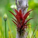 Tillandsia fendleri Hoja