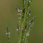 Eragrostis plana Fleur