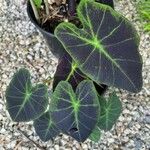 Colocasia esculentaList