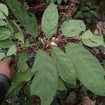 Belonophora coffeoides 葉