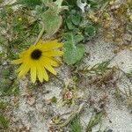 Arctotheca calendula Flower