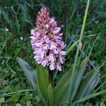 Orchis purpureaപുഷ്പം