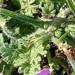 Erodium cicutarium Rinde