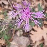 Centaurea paniculata花