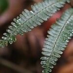 Adiantum terminatum Лист