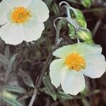 Helianthemum apenninum Flower