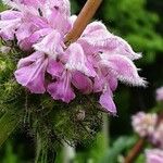 Phlomoides tuberosa 花