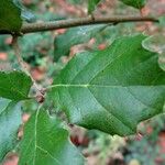 Quercus wislizeni 葉