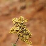 Dialium tessmannii Flor