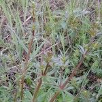 Asperula arvensis Leaf