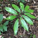 Zamia ulei Leaf