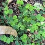 Drymaria cordata Leaf