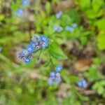 Myosotis arvensis Fleur