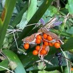 Iris foetidissima ഫലം