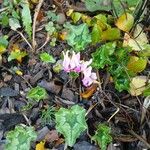 Cyclamen hederifolium Habit