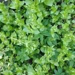 Cerastium diffusum Likasa