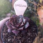 Echeveria longissima Листок