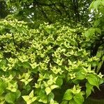 Cornus kousaFlor