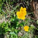 Ranunculus montanus Floro