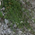 Galium timeroyi आदत