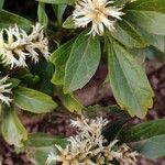 Pachysandra terminalis Листок