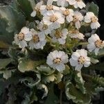 Achillea clavennae