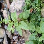 Stellaria nemorum Leaf