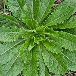 Lactuca virosa Blatt