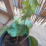 Hedera canariensis Leaf