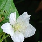 Rubus caesius പുഷ്പം