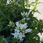 Campanula glomerata Flor