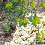 Euphorbia spinosa Kukka
