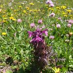 Pedicularis verticillata Virág