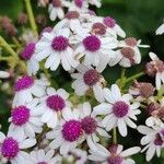 Pericallis murrayi Кветка