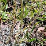 Antennaria alpina Leaf