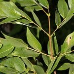 Leucaena multicapitula Листок
