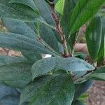 Ficus cyathistipula Leaf