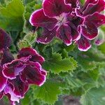 Pelargonium grandiflorum Flor