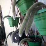 Cleistocactus winteri Blad