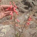 Penstemon eatonii Цвят